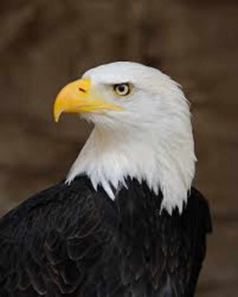 This is an eagle
